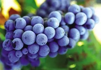 葡萄上的白霜可以食用嗎？食品安全檢測儀幫你鑒定