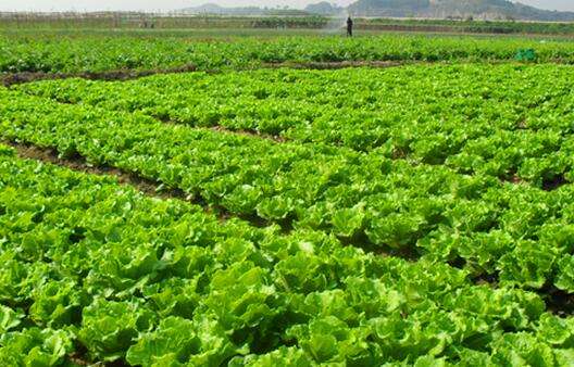 食品安全檢測(cè)儀