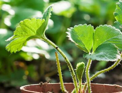 食品安全檢測儀