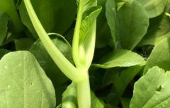 有機蔬菜更有必要進行農(nóng)殘檢測嗎？